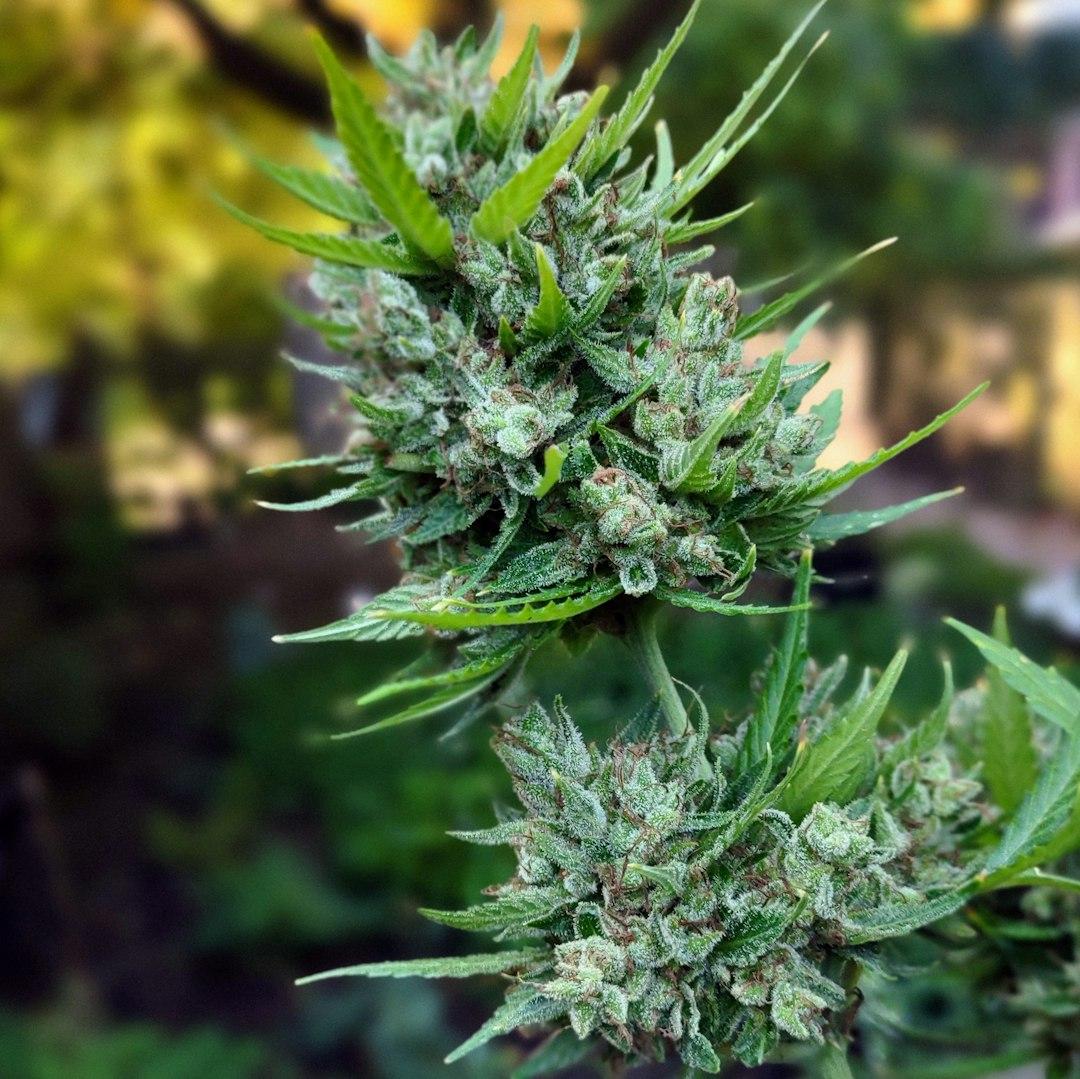 photo-1693325356304-29f2c1487740